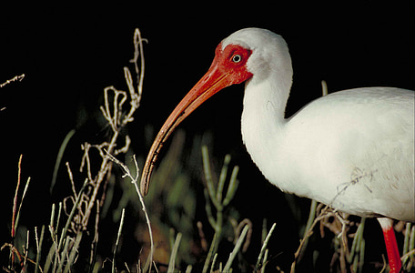 Alba, Eudocimus, ocell, blanc, cos, part, frontal