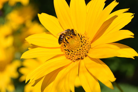 Helianthus decapetalus, mehrjährige Sonnenblume, Blüte, Bloom, gelb, gelbe Blumen, Anlage