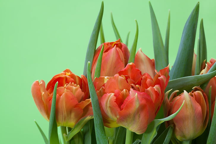 tulipes, bouquet, printemps, nature, fleurs, schnittblume, Blossom