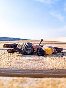 italy, beach, mussels