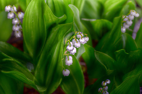 spring, garden, lily of the valley, flowers, plant, nature