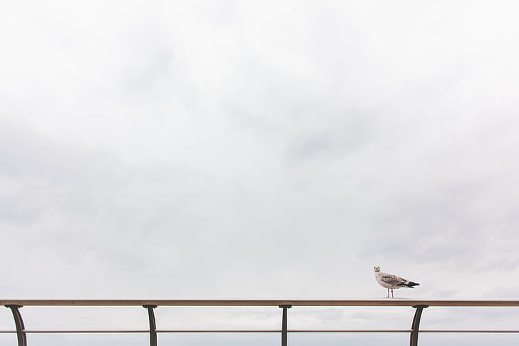 grey, gull, perching, balustrade, daytime, bird, birds