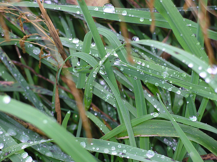 роса, трава, після дощу, краплі дощу, Природа, Земля