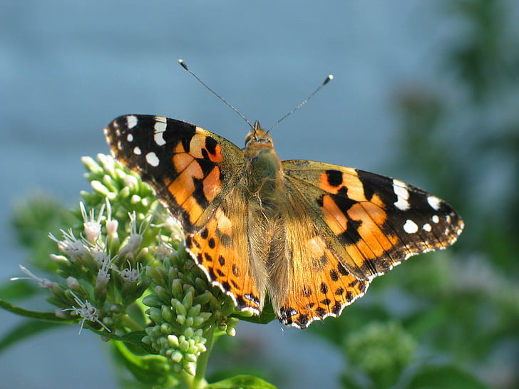 butterfly, orange, painted lady, nature, insect, butterfly - Insect, animal