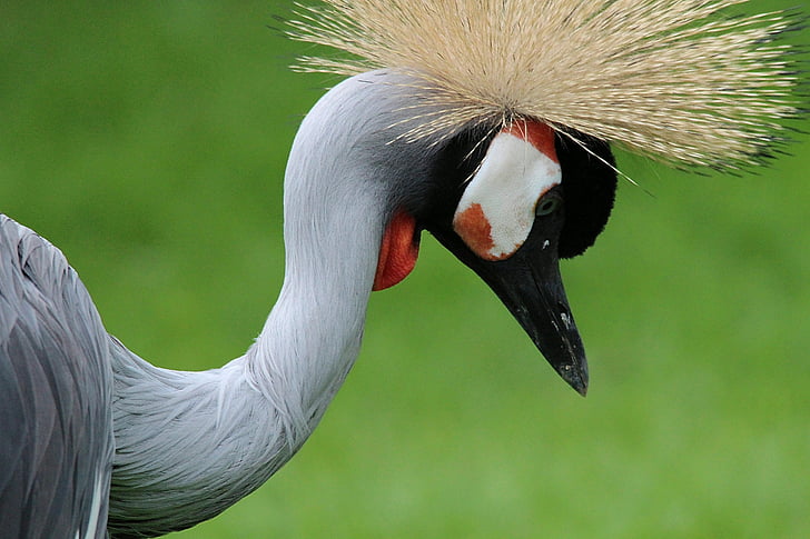 grå krönt crane, Crane, Balearica pavonina, tranor, huvudbonad, fågel, djurvärlden