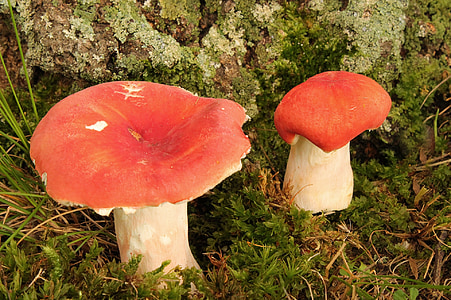 mushrooms, fungus, toadstool, pair, stand, fungi, grow