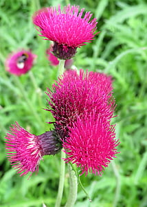 Thistle, Hoa, màu tím, Sân vườn, thực vật, màu hồng