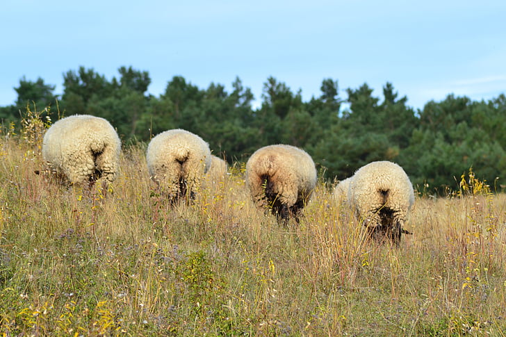 owiec, zwierząt, łąka, Rügen