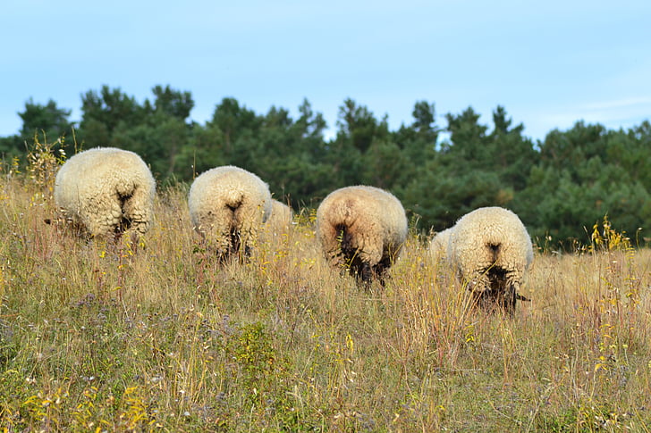 ovce, zvíře, louka, Rujána