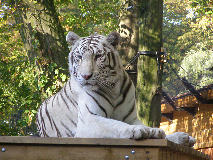 tigre blanco descansando, animal salvaje, gato grande, Parque zoológico, naturaleza, flora y fauna, animal