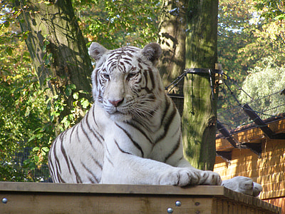 tigre blanc au repos, animal sauvage, gros chat, Zoo, nature, faune, animal
