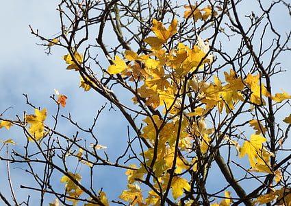 Maple, pohon Maple, daun maple, musim gugur, Terakhir daun, pohon, muncul