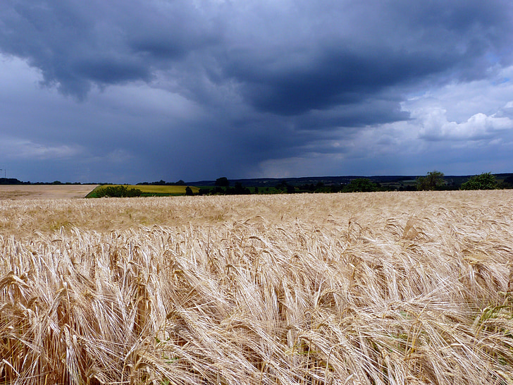 field, landscape, dark clouds, threatening