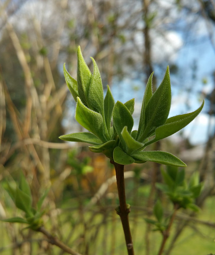 bud, plant, nature, close, spring, green, sprouts