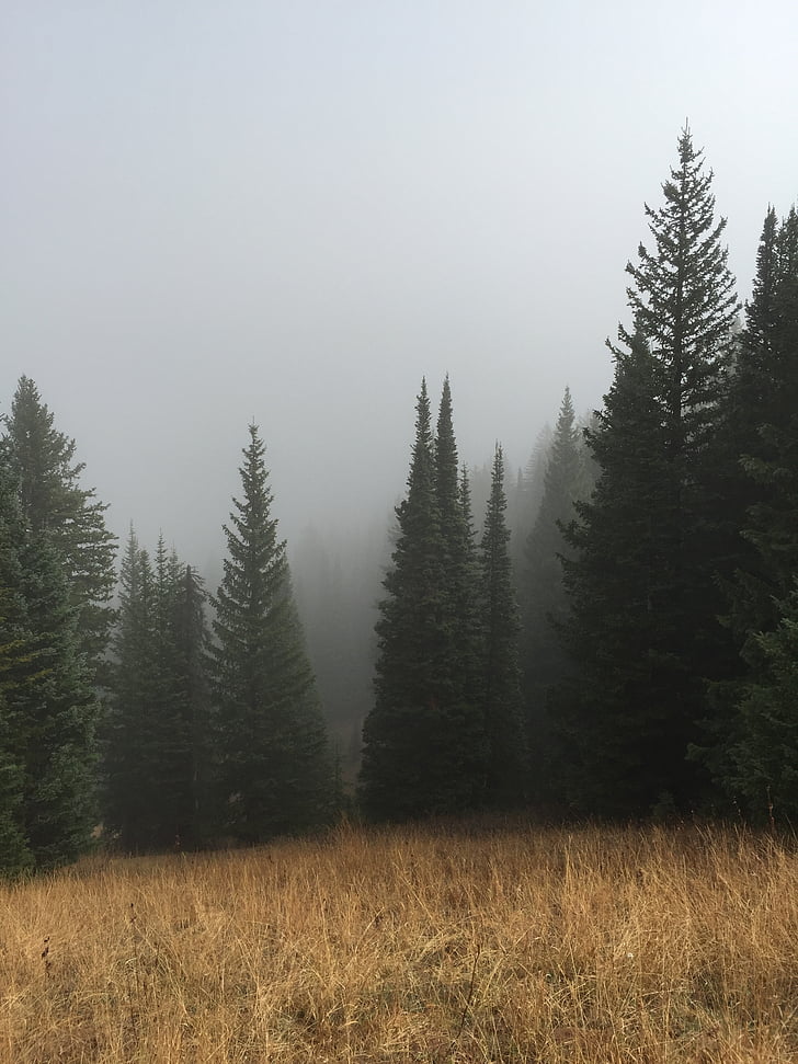 fog, forest, grass, nature, trees, tree, landscape