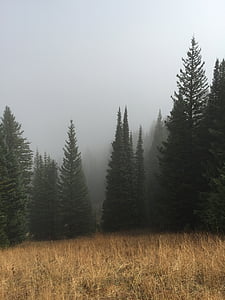 nevoeiro, floresta, grama, natureza, árvores, árvore, paisagem