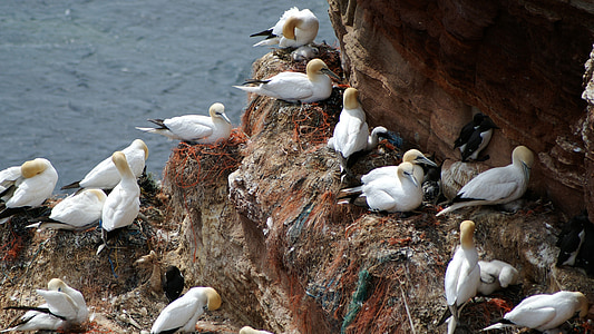 Helgoland, gannet miền bắc, làm tổ, con chim, ấp nở, giống chó, Bắc Hải