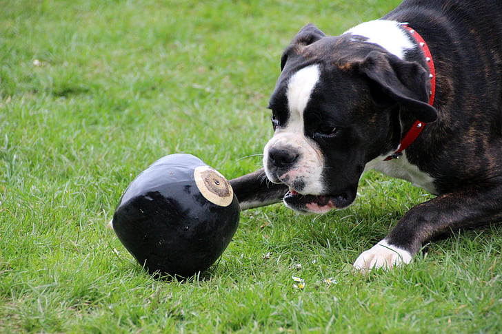 cão, Boxer, animal de estimação, preto e branco, jogar, bola, saltar para a bola