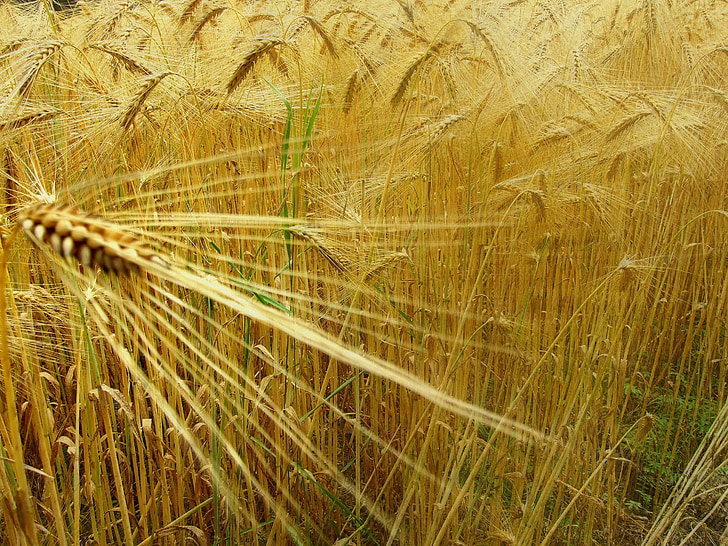 wheat, epi, field