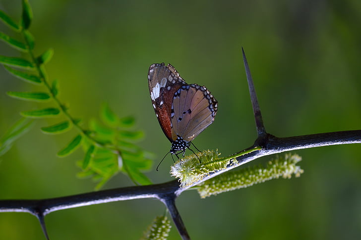 Monarch butterfly, motyl na pniu, motyl z zielonym tłem