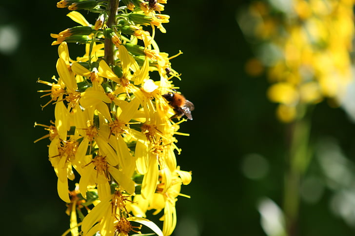 flor, amarillo, flor silvestre, planta, naturaleza, abeja, flor amarilla