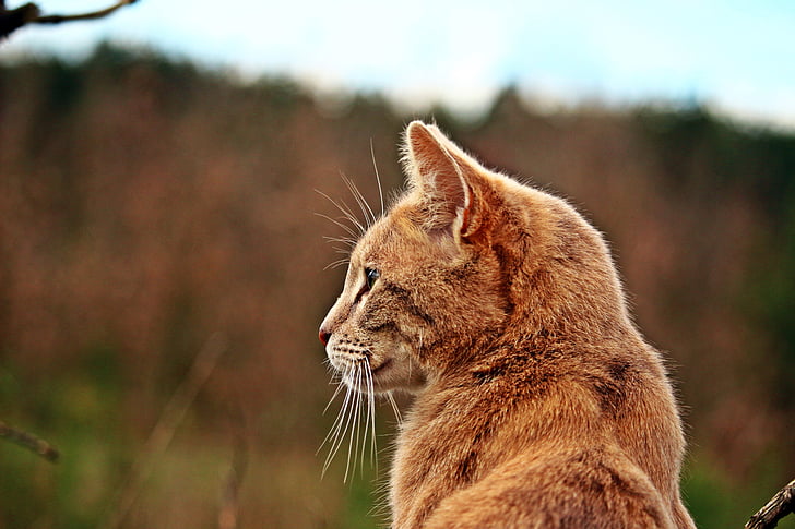 katt, Mieze, Tiger cat, ras katt, makrill, naturen, huskatten