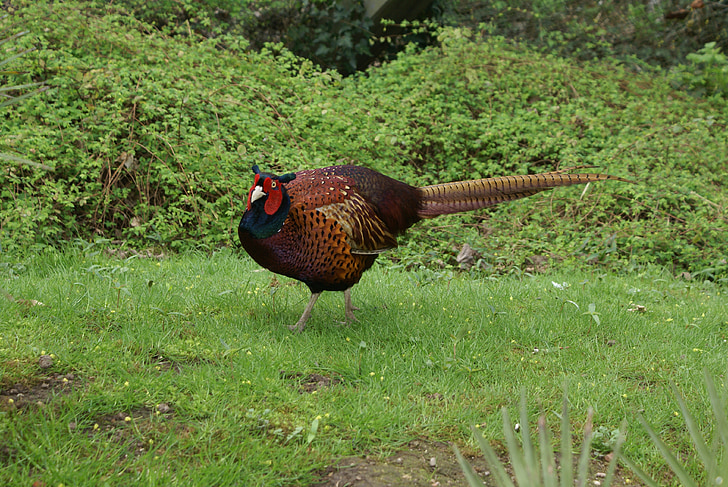 pheasant, plumage, species, colorful, animal, grass