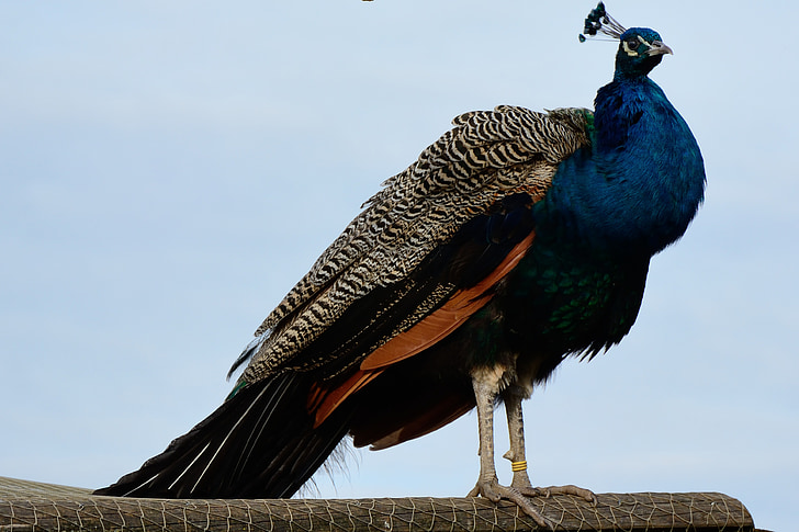 Pāvs, putns, spalva, Peacock kundzes spalvas, spalvas