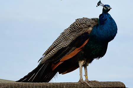Peacock, vogel, veer, Pauwenveren, verenkleed