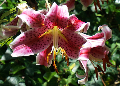 asiatic lily fully open, asiatic lily, lily, flower, blossom, bloom, plant