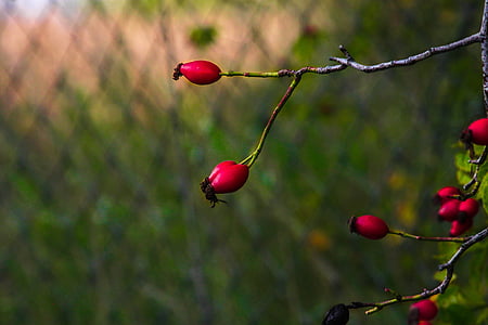 Rose hip, màu đỏ, màu sắc, Thiên nhiên, chà, chi nhánh, trái cây