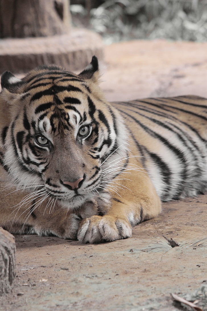 Tigre, animal, sauvage, Zoo, faune, nature, mammifère
