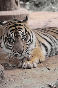 Tigre, animal, selvagem, jardim zoológico, vida selvagem, natureza, mamífero