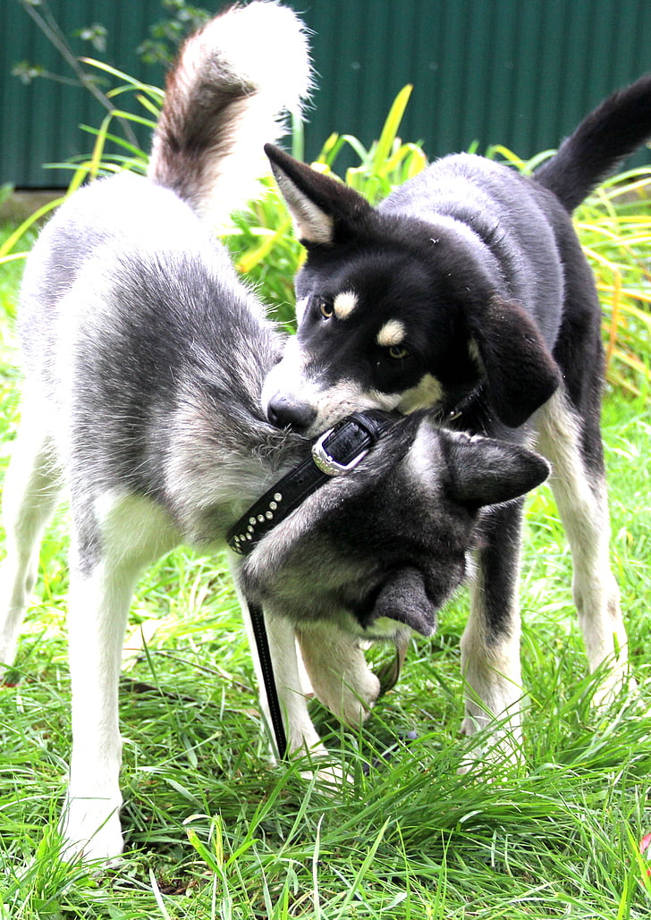 Huskies, volkosob, joc, gossos, animals de companyia, mossegada, herba