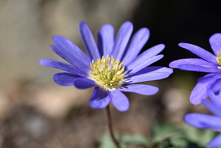 balkan anemone, flower, blossom, bloom, blue, plant, anemone