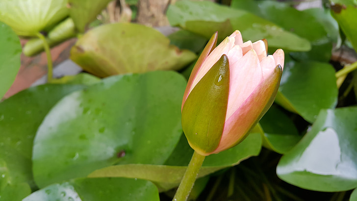 Lotus, feuille de Lotus, nature, Lac du Lotus, lotus rose, plantes d’eau, Rose