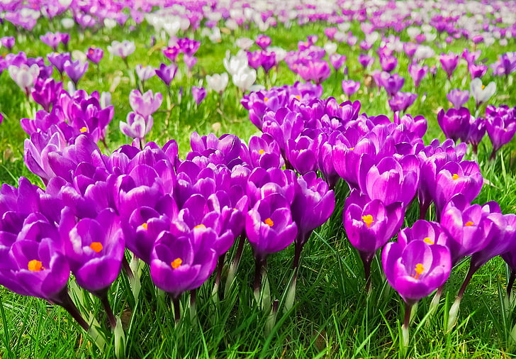 Crocus, kukka, kevään, Kevät kukka, Blossom, Bloom, violetti