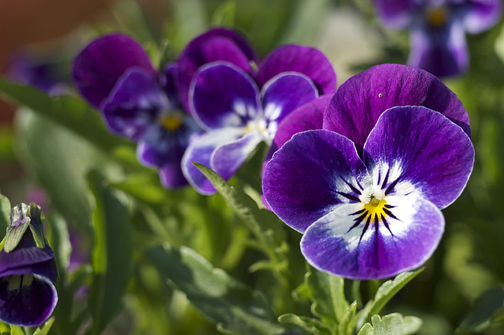 floare, Close-up, violet, verde, macro, natura, gradina