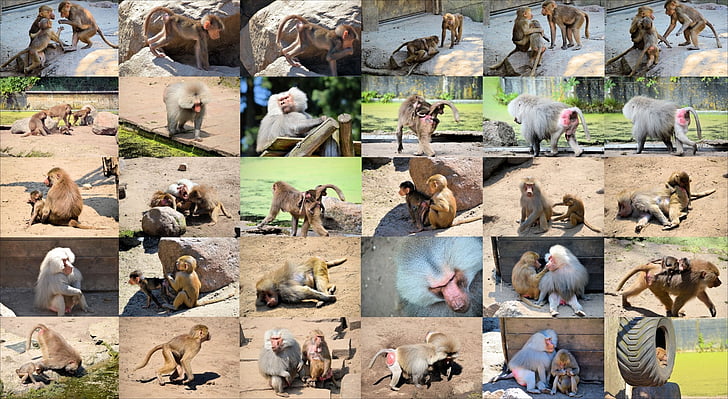 baboon, monkey, ape, collage, animal, wildlife, wild