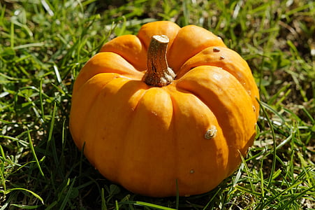 pumpkin, orange, grass, autumn, halloween, harvest, gourd