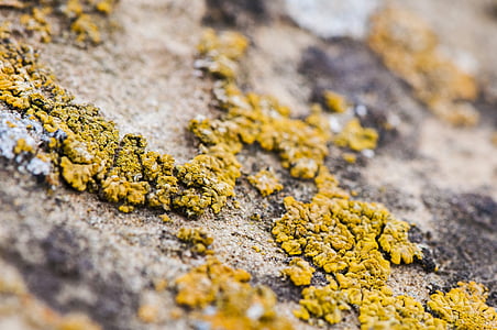 lichen, life, natural, macro, yellow, close-up, backgrounds
