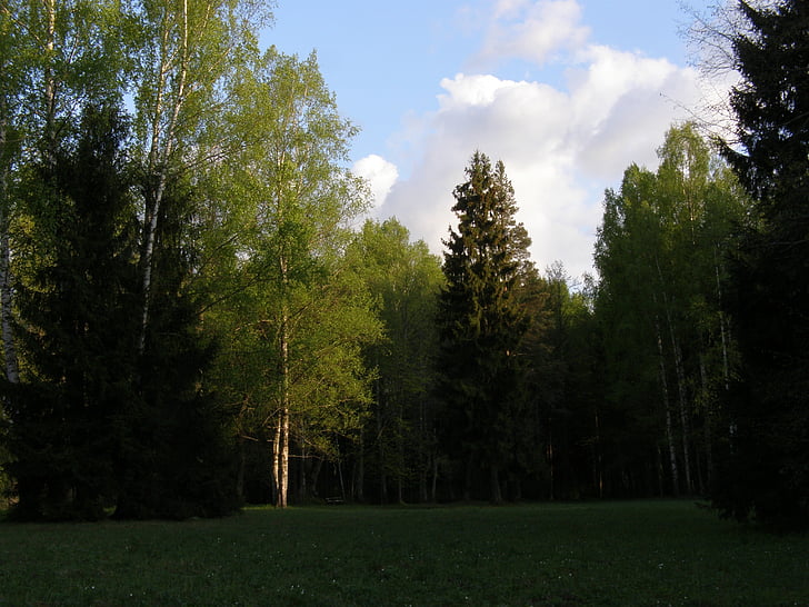 stromy, parku, obloha, jaro, večer, venkovní, slunečno