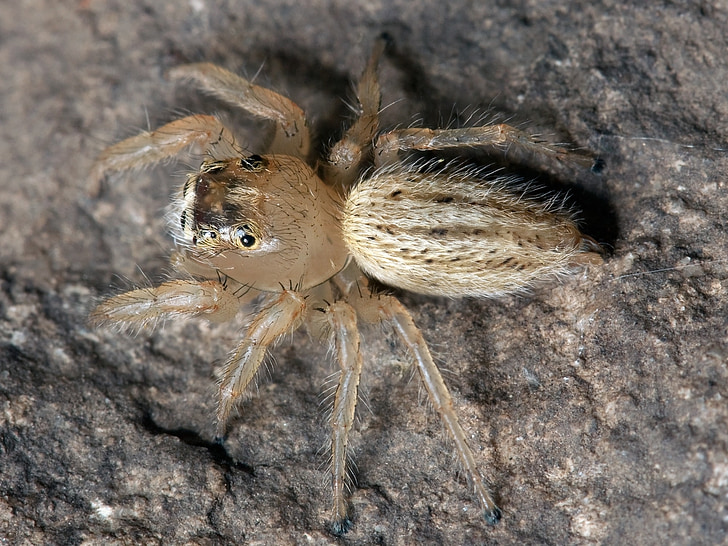 Spinne, Springspinne, Thiodina puerpera, Web-spider, Araneae, Springspinnen, gruselig