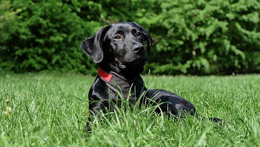šuo, Juoda, Labradoras, juodas šuo, hibridas, nosies, naminių gyvūnėlių