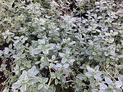 tymián, rastlín, Herb, Zelená, korenie, Leaf, Záhrada