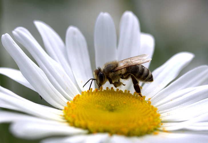 abelha, Margarida, pólen, trabalho, Insecta, natureza, flor