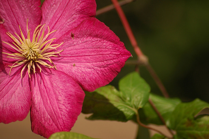 flower, pink, blossom, bloom