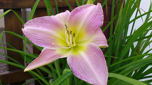 lily, blossom, bloom, pink, daylily, close, flower