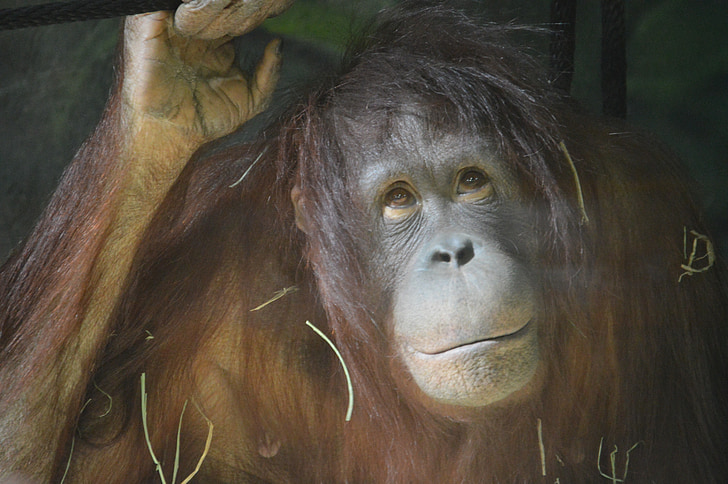 orangutang, macaco, jardim zoológico, animal, selva, floresta tropical, cara