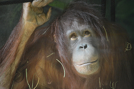 orangutang, ลิง, สวนสัตว์, สัตว์, ป่า, ป่าฝน, ใบหน้า
